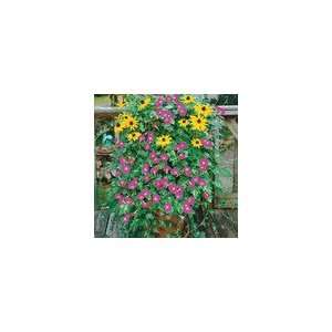  Morning Glory Minibar Rose: Patio, Lawn & Garden