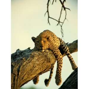  A Leopard Lounges in a Tree National Geographic Collection 