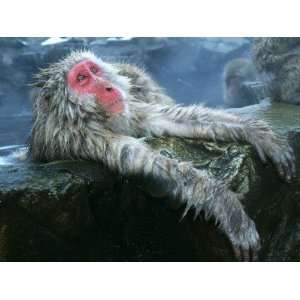  Snow Monkey/Japanese Macaque Soaks in a Hot Spring, Arms 