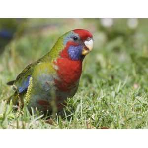  Crimson Rosella (Juvenile), Yarra Ranges National Park 