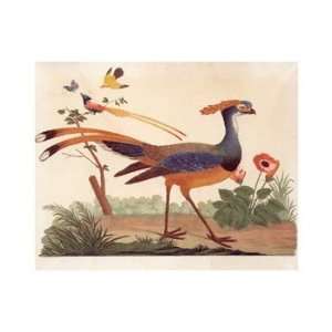  bird & Butterfly, Note Card by Carlo Antonini, 7x5: Home & Kitchen