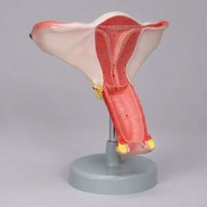 Altay(r) Human Female Reproductive System Model:  