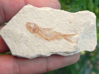 1a Fossil Fish Lebanon Cretaceous OWN THIS BEAUTY LEBANON ARMIGATUS 