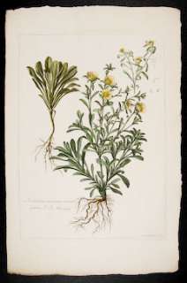 Dodart & Robert 1719 FOLIO Botanical Engraving. Aster; Asteriscus 