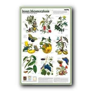   METAMORPHISIS INSECTS NEW POSTER RARE BUGS 77027