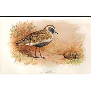  Golden Plover Lilfords Birds 1885 97 By A Thorburn