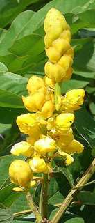 Cassia alata CANDLESTICK SENNA, Butterfly Plant ~SEEDS~  