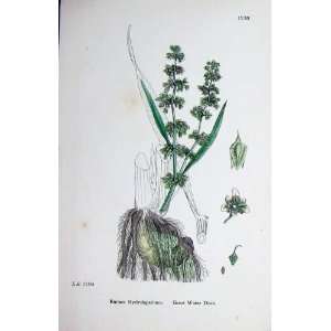  1902 Great Water Dock Nature Plant Botany Colour Rumex 