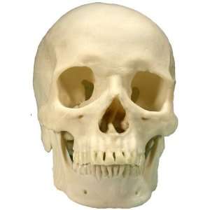  Realistic Resin Human Skull Replica Prop 2: Everything 