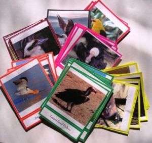 WORLD Continents BIRD CARDS Montessori Geography K Gr2  