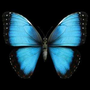 3D Beautiful Blue Butterfly Cool Graphics T Shirt Your Size & Color 