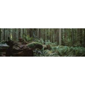  Dead Tree in a Forest, Jedediah Smith Redwoods State Park 