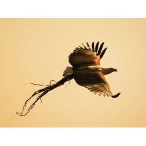 African Fish Eagle Carrying Nesting Material, Chobe National Park 