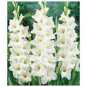  5 Gladiolus   White Angel bulbs: Patio, Lawn & Garden