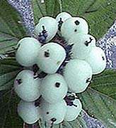 Red Osier DOGWOOD shrub SEEDS EASY TO GROW FROM SEED!  