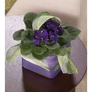  Same Day Flower Delivery African Violet Adventure: Patio 