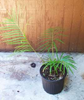 You are bidding on a healthy, three year old, 3 gallon cycad plant.