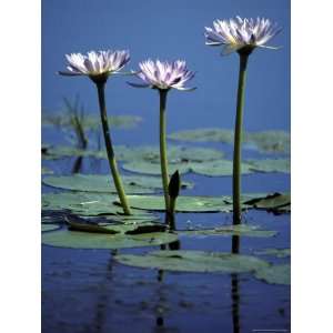  Water Lily Flowers Bloom from a Wetland Oasis in the Top 