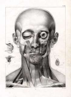 Antique Medical Anatomy Print MUSCLES FACE EYE Bourgery 1831  