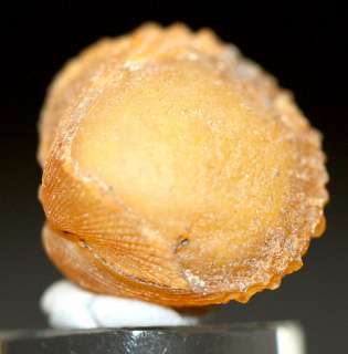 RARE Chalcedony Gobi Sea Shell Snail Fossil Specimen Fossilized DESERT 
