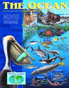 OCEAN Chart Poster Teacher Animal Habitats BIOMES WATER  