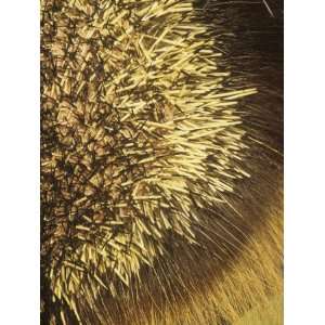  Close Up of Porcupine Quills and Hairs, Erethizon Dorsatum 