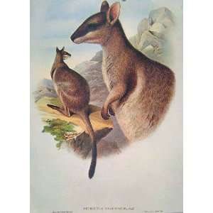   Mammals Australia 1863 Short Eared Rock Wallaby: Home & Kitchen