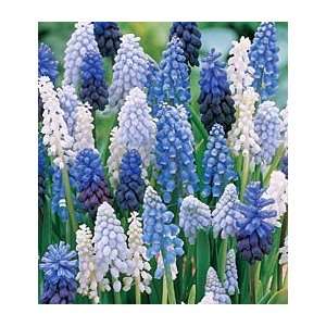  Blue Mix Grape Hyacinth Muscari Flower Bulbs 100 Bulk 