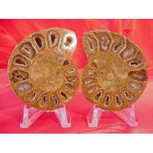  of 2.67 (67.82mm) Prehistoric Fossilized Diamond Polished Ammonites 