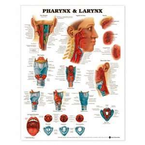 Pharynx Larynx Anatomical Chart  Industrial & Scientific