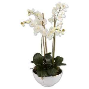     White Phanaenopsis Orchids in Artificial Soil
