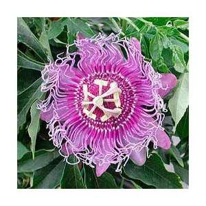  Passiflora Incense  Passion Flower  Live Plant 