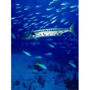 Barracuda in Natural Habitat, Virgin Islands (UK) Photographic 