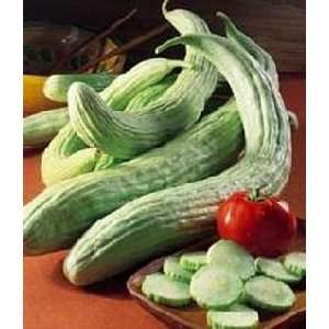  Armenian Slicing Cucumber 50 Seeds   GARDEN FRESH PACK 