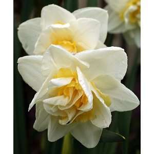  White Lion Double Daffodil 8 Bulbs   Large Blooms Patio 