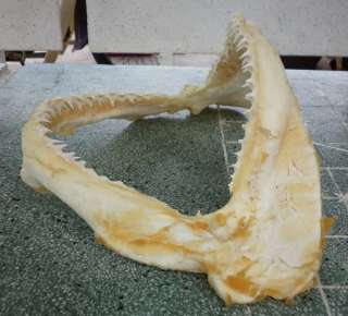 GREAT SHARK JAW FOSSIL jaws Teeth Tooth taxidermy strange HC18  