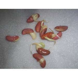  Magic Seeds 4 Pounds Red Kidney Bean Seeds Emergency 