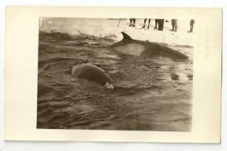 15 RPPC Byrd Antarctic Expedition I 1928 1930 wireless Ford tri motor 