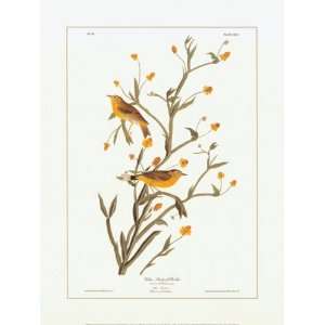   BRUSHSTROKES John James Audubon 18x24:  Home & Kitchen