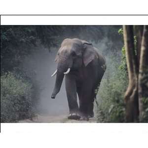  Asian / Indian Elephant (Tusker) on the jungle track 