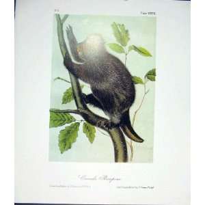  Porcupine Quadruped Audubon Color Old Print Antique
