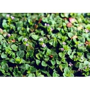  Corsican Mint Herb Plant   Mentha requienii   4 pot 