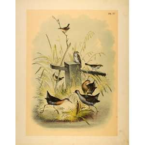  1881 Chromolithograph Virginia Rail Song Sparrow Wren 