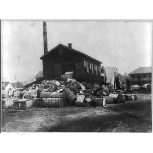   of cotton,cotton gin,Corpus Christi,TX,Nueces Co.: Home & Kitchen