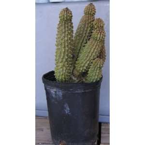 Hoodia Gordonii Succulent