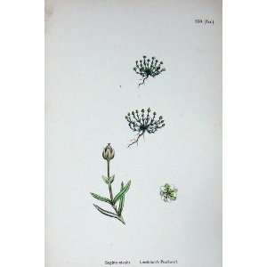  Botany Plants C1902 LindblomS Pearlwort Sagina Nivalis 