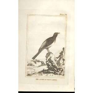  The African Beef Eater 1812 Buffon Birds Plate 70