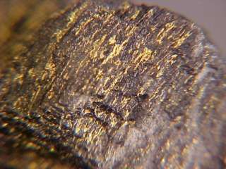 RARE Native Gold in Petrified Wood NEVADA  