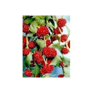  Rainbow Seeds® 1000 Organic Strawberry Spinach Seeds 