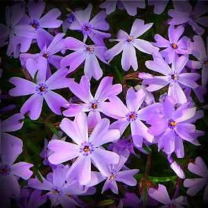  Emerald Blue Creping Phlox Seed Packet Patio, Lawn 